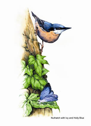 Nuthatch, Ivy and Holly Blue